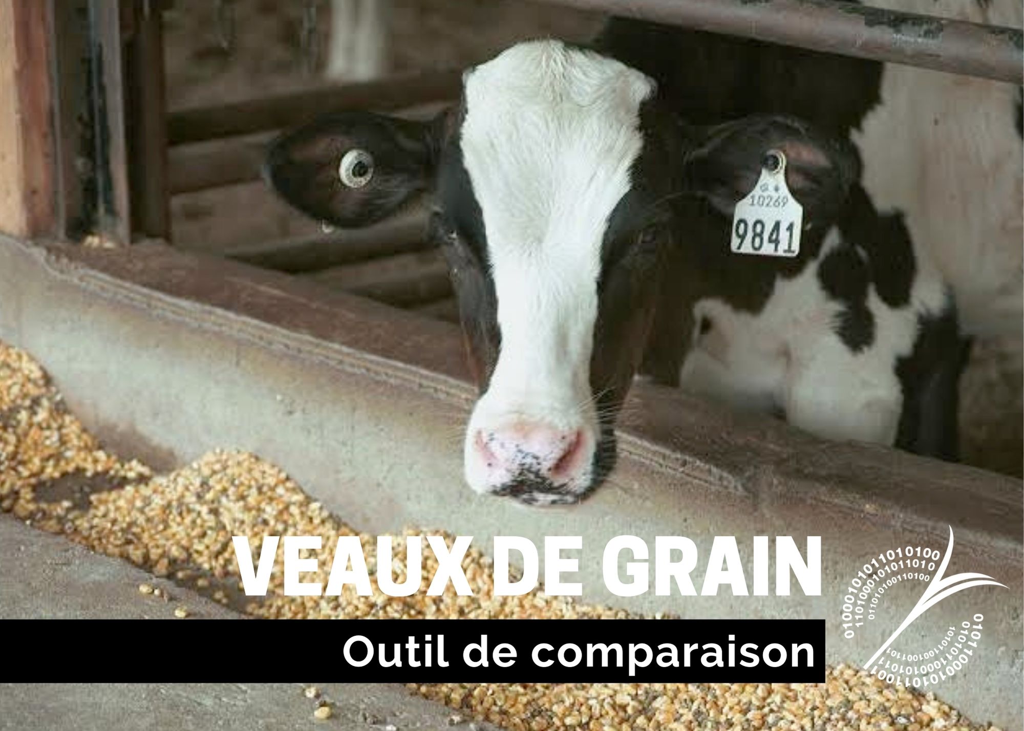 Outils : Outil de comparaison - Veaux de grain